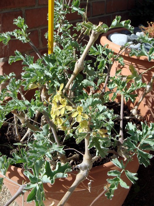 Pelargonium gibbosum (2)